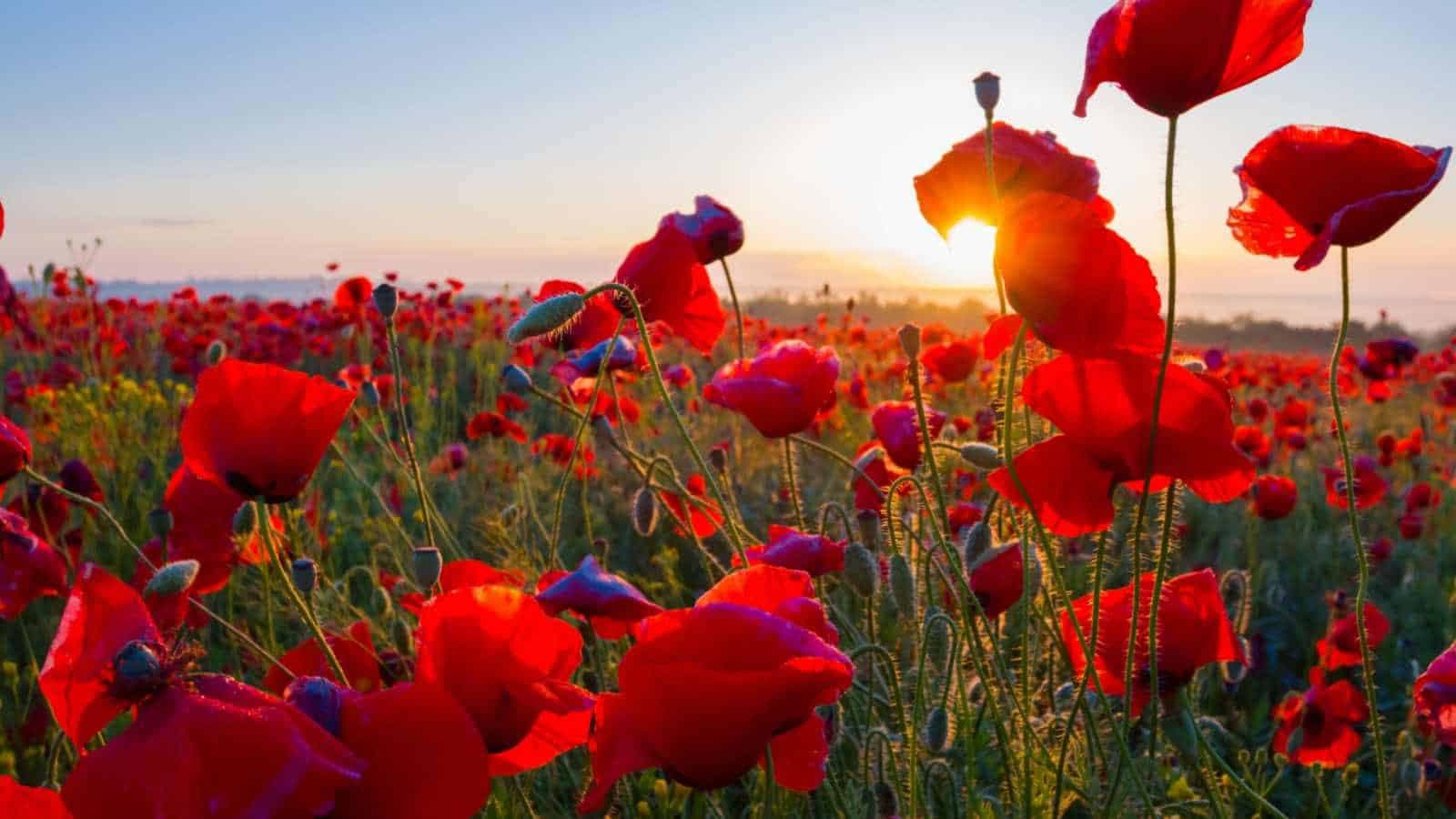 Dubai Order Flowers: Find Flowers Near Me Open Now for Every Urgent Moment